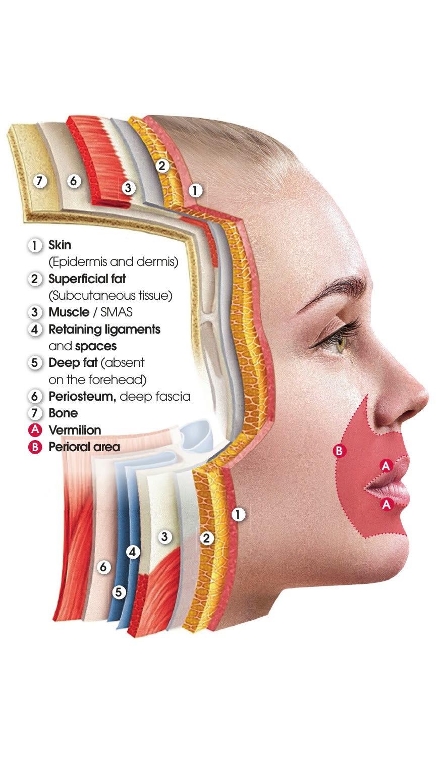 Ilustración de las capas anatómicas del rostro con sus niveles numerados: 1 piel (epidermis y dermis), 2 grasa superficial (tejido subcutáneo), 3 músculo y SMAS, 4 ligamentos de retención y espacios, 5 grasa profunda (ausente en la frente), 6 periostio y fascia profunda, 7 hueso; A bermellón y B área perioral marcados sobre el rostro